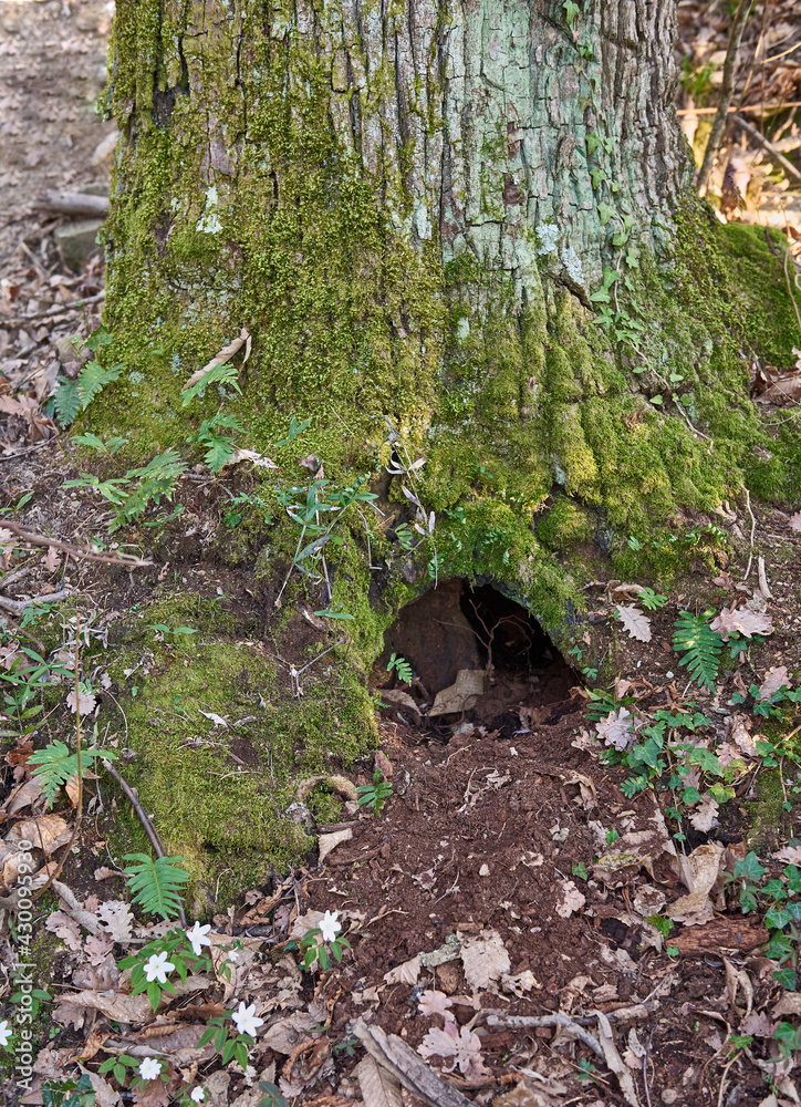 Obraz premium Yew nest in a tree trunk