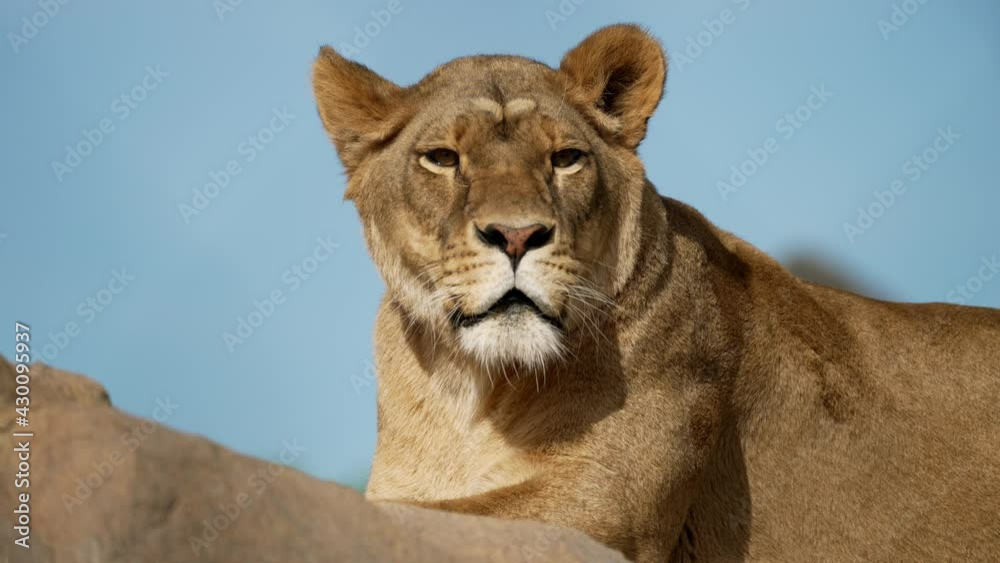 Watchful Lioness Lying Down Under The Sunlight In Quebec, Canada. close up