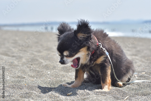 あくび？くしゃみ？する犬