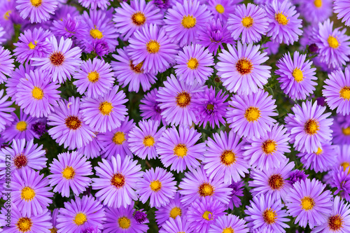 Decorative purple flowers