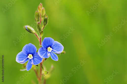 Blue flower with green leaves