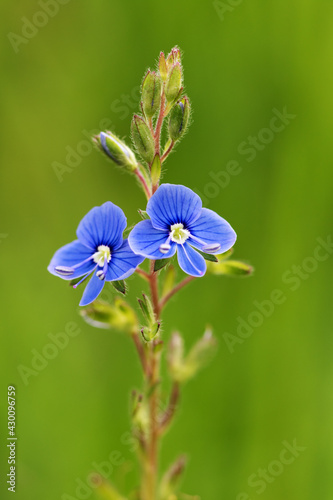 Blue flower with green leaves