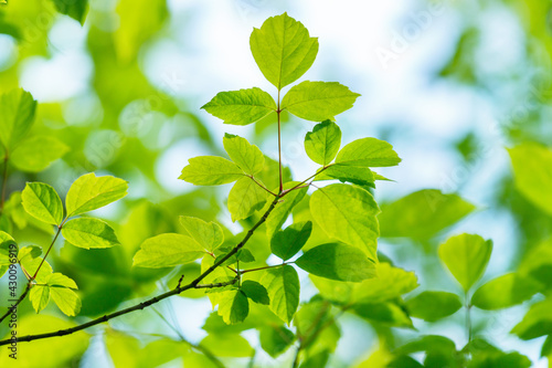 Spring or summer season abstract nature background