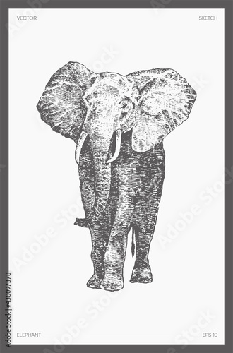 High detail drawn vector elephant drawing sketch