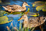 Duck family in the water. Swimming duck in a living nature on the river on a sunny day. Mallard duck with a brood in a colorful spring place.