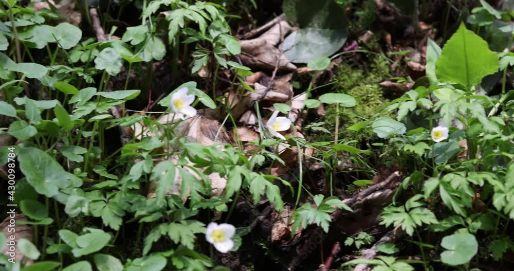 Beautiful white flowers Anemonastrum in the forest on a sunny spring day. Beautiful white flowers Anemonastrum in the forest on a sunny spring day.