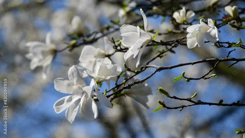 Nice magnolia tree flowers at spring sunny day, nature awakening 4k video Nice magnolia tree flowers at spring sunny day, nature awakening 4k video