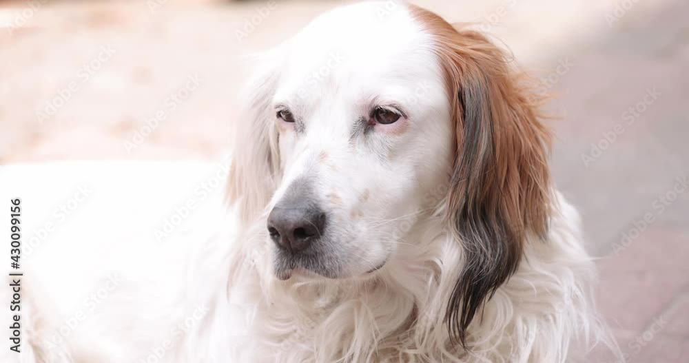 White dog Ready to Fall Asleep, slowly closes . Closeup White dog Ready to Fall Asleep, slowly closes . Closeup