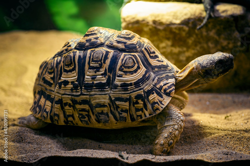 Foto Stigmochelys pardalis - leopard tortoise in a terrarium.