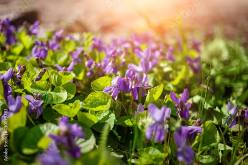 Fragrant violets wild flowers in park close up with sun light