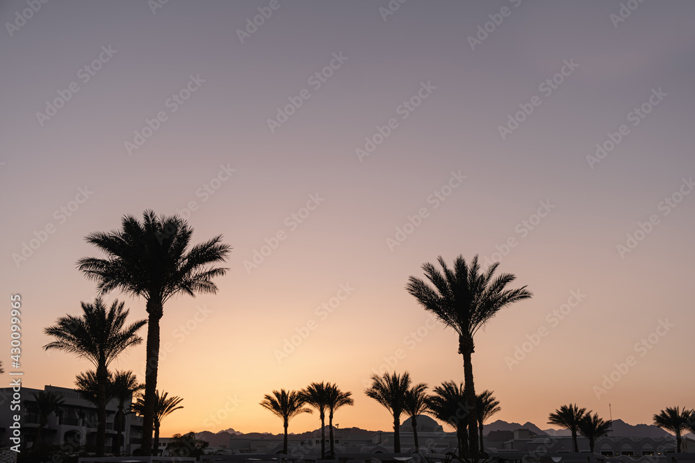 Fototapeta premium Summer tropical coconut palm trees against sunset sky. Neutral background. Summer and travel concept