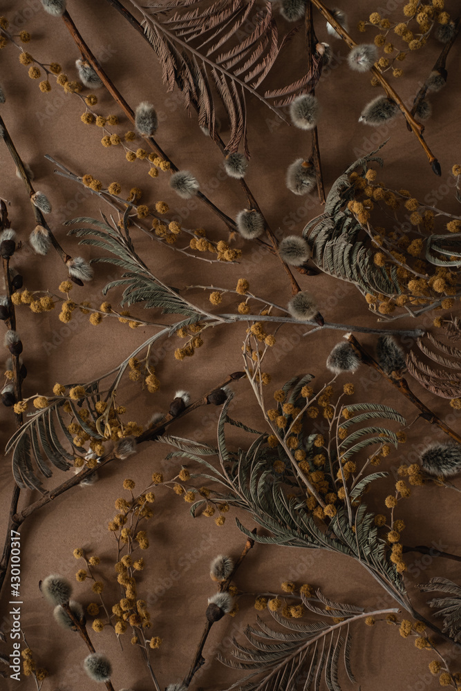 Flat lay, top view. Floral pattern with small mimosa flowers, juniper, pussy willow on brown background. Spring or summer concept. A background with flowers.