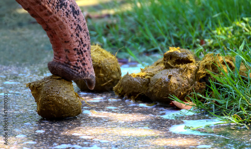 Photography elephant poop and elephant trunk, dung