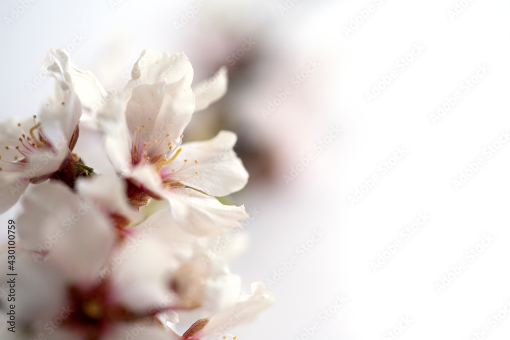 Obraz premium a twig with almond blossoms