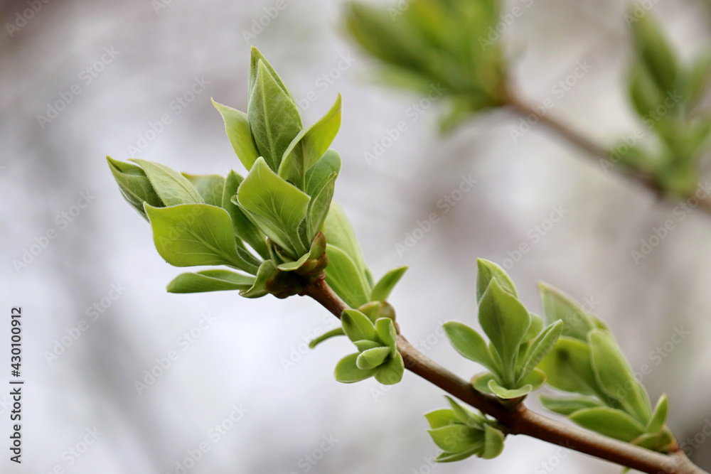 Obraz premium Spring season, green buds and young leaves on the tree branch in a fog. Young nature waking up in the forest