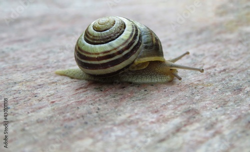 closeup of a snail on a rock
