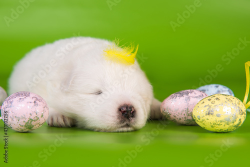 White small Samoyed puppy dog with eggs on Easter