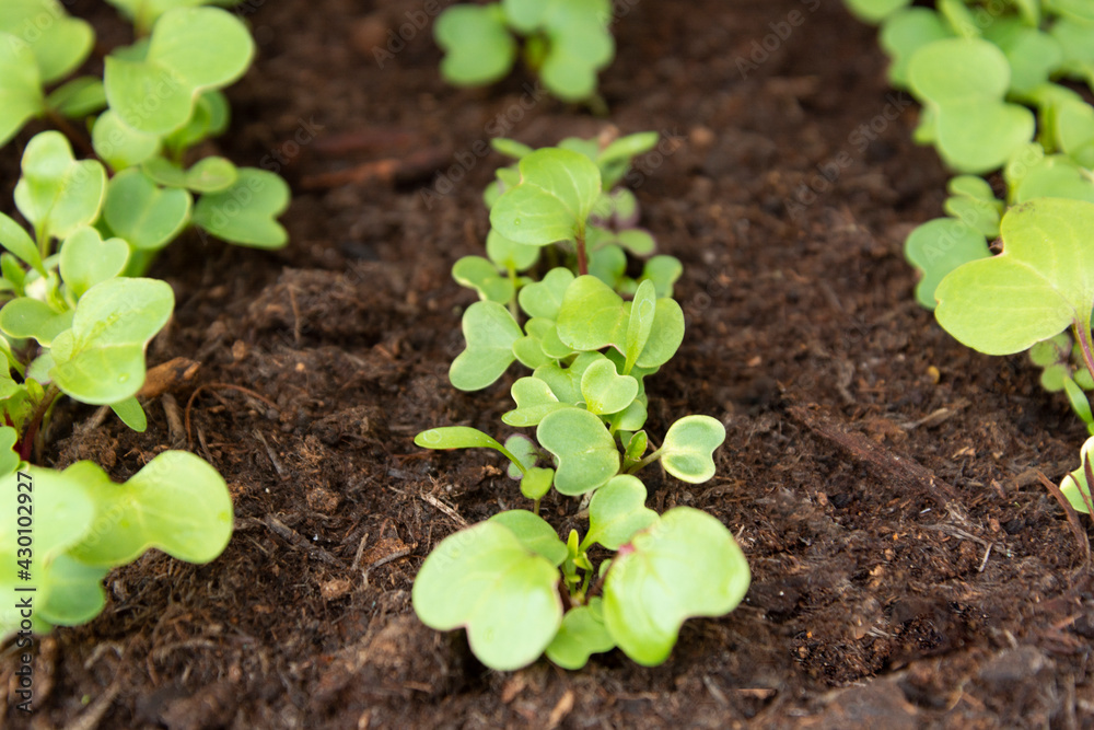 Spring gardening, young lettuce growing in home outdoor garden. Spring gardening, young lettuce growing in home outdoor garden.