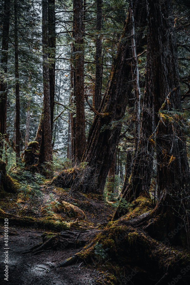 Obraz premium Hiking around Sitka, Alaska.