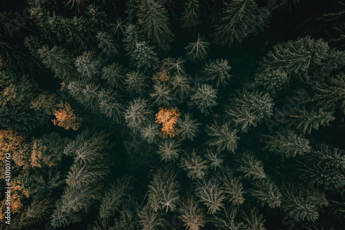 Mountain forest from above in autumn