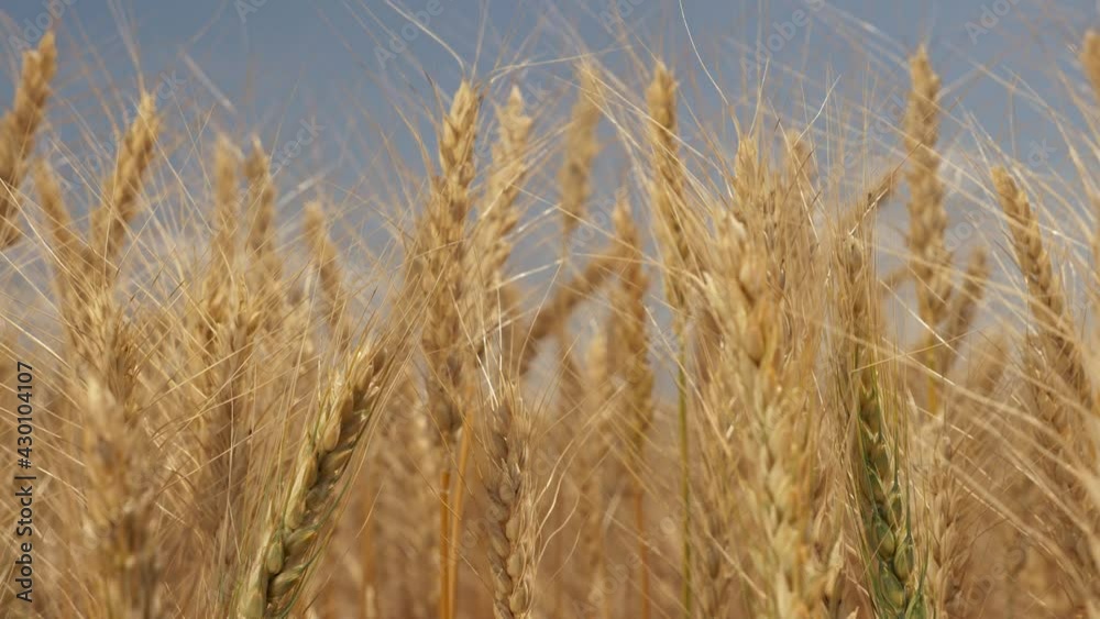Agriculture. Golden ears of wheat sway in the light wind. Wheat in the field swaying in the wind close-up. Wheat ears on a background of blue sky. Wheat harvest in agriculture Agriculture. Golden ears of wheat sway in the light wind. Wheat in the field swaying in the wind close-up. Wheat ears on a background of blue sky. Wheat harvest in agriculture