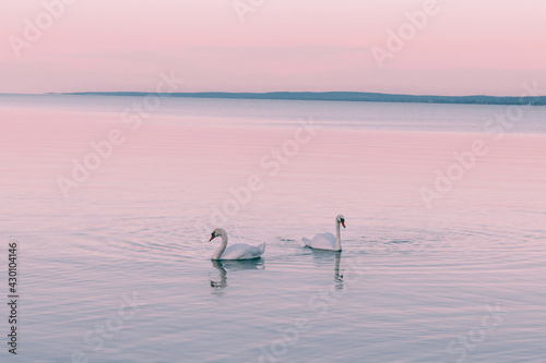 Swans in pink water
