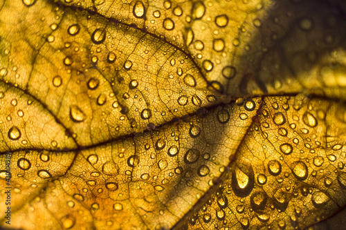 Macro photo of autumn leaf with raindrops on it