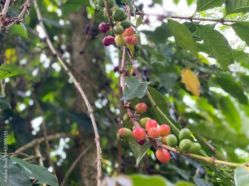 The Arabica Coffee Bean On The Coffee Tree In The Garden, it is considered as a bush or shrub that grows up to 3 metres tall. The green berries are not ripe and unready for picking