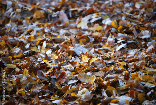 Der ganze Boden ist bedeckt mit Herbstlaub. © Theresia Karanitsch