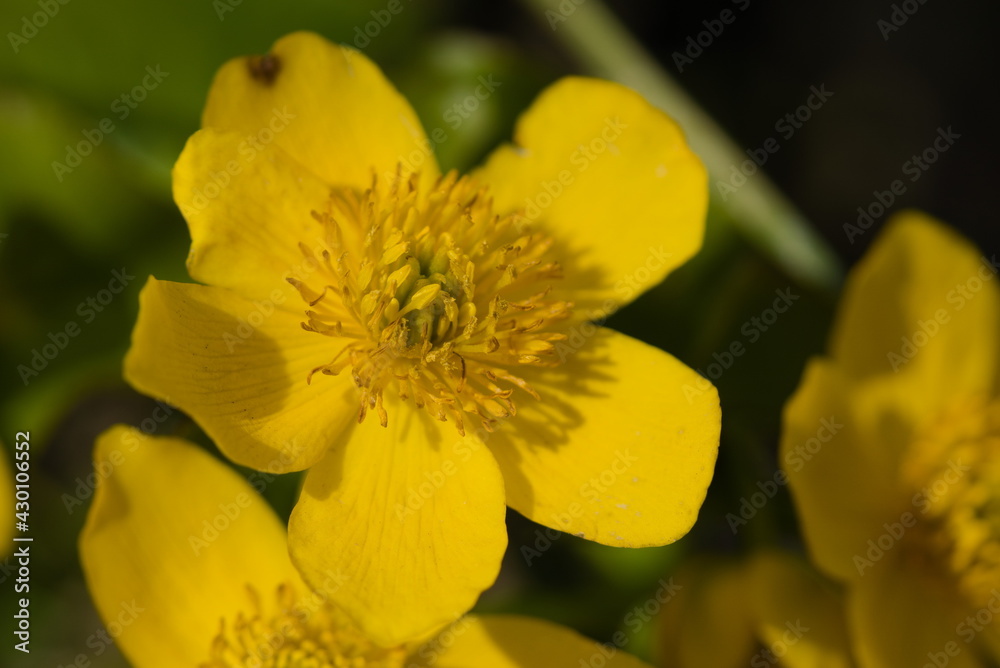Caltha palustris flowers in the swamp Caltha palustris flowers in the swamp