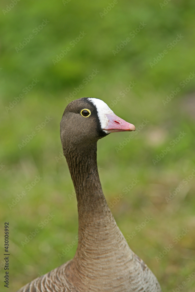Obraz premium Closeup portrait of the lesser white-fronted goose (Anser erythropus) 