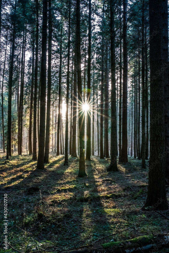 Obraz premium Wald Bäume Sonnenschein Sonnenlicht Natur Strahlen