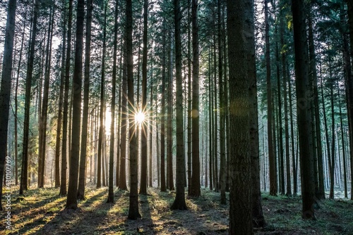 Fototapeta Naklejka Na Ścianę i Meble -  Wald Bäume Sonnenschein Sonnenlicht Natur Strahlen