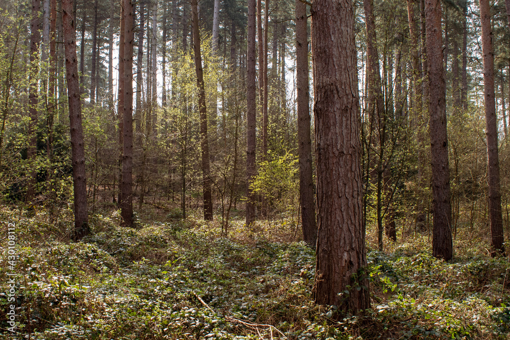 Naklejka premium forest in autumn