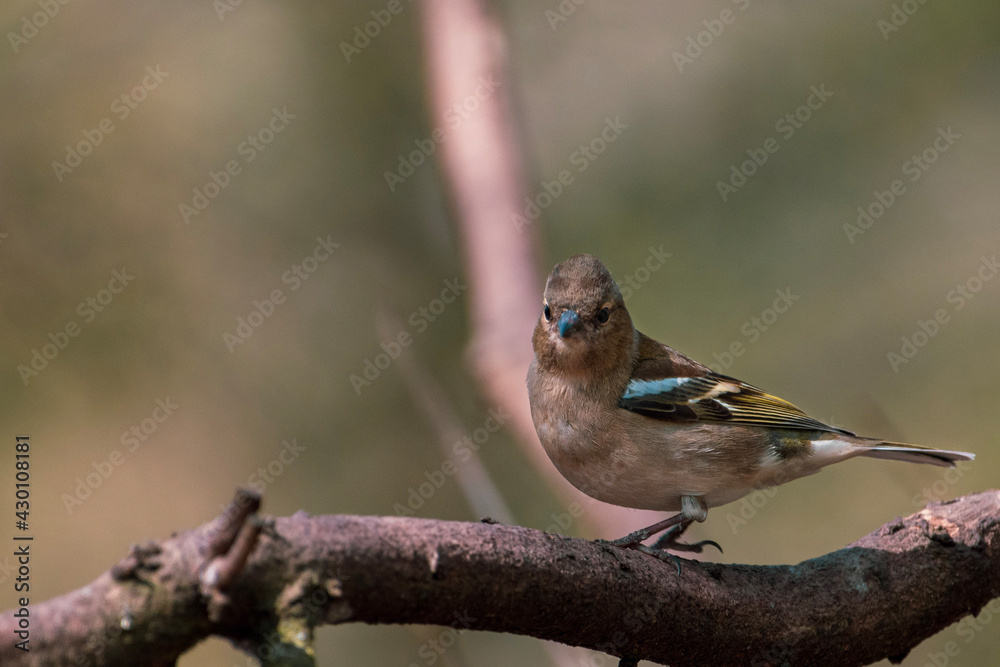 juvenile chaffinch on a branch
