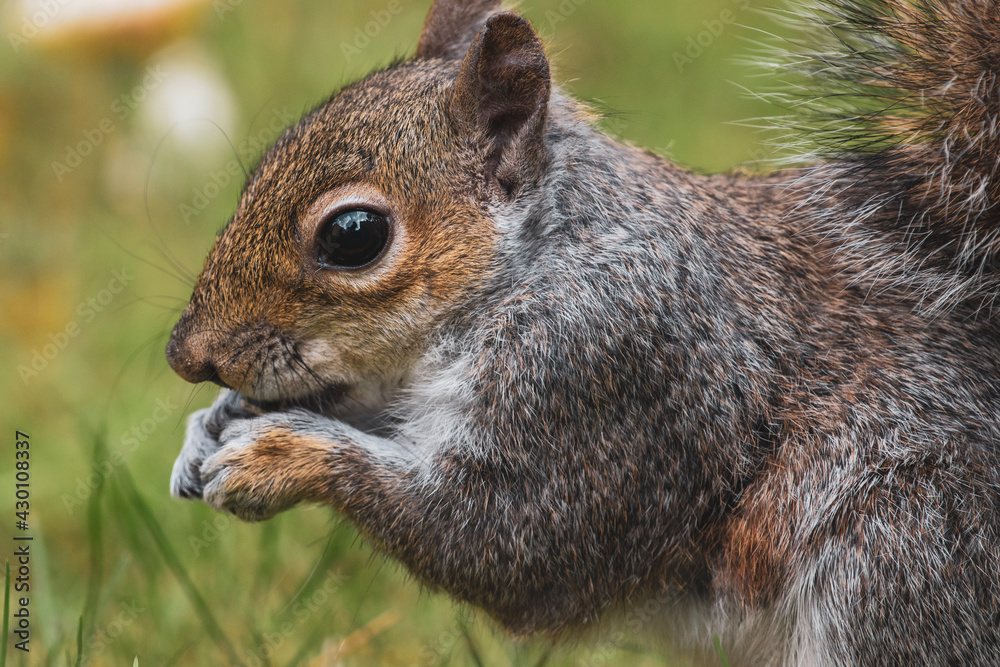 Obraz premium Grey squirrel eating seeds