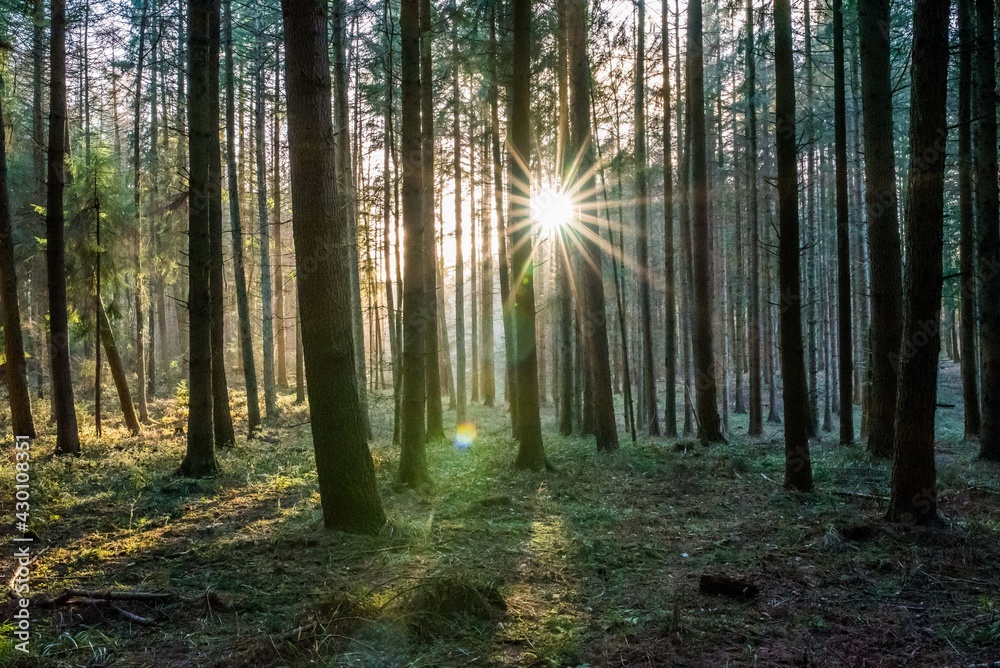 Wald Bäume Sonnenschein Sonnenlicht Natur Strahlen