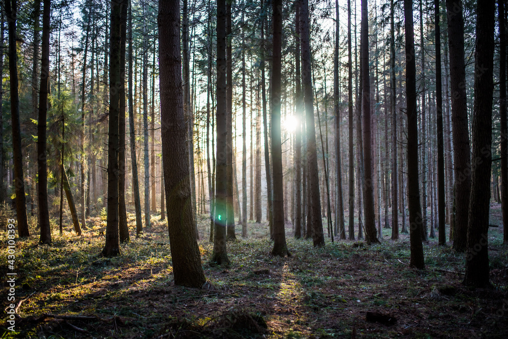 Obraz premium Wald Bäume Sonnenschein Sonnenlicht Natur Strahlen