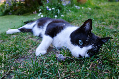 Chat avec une musaraigne morte dans l'herbe