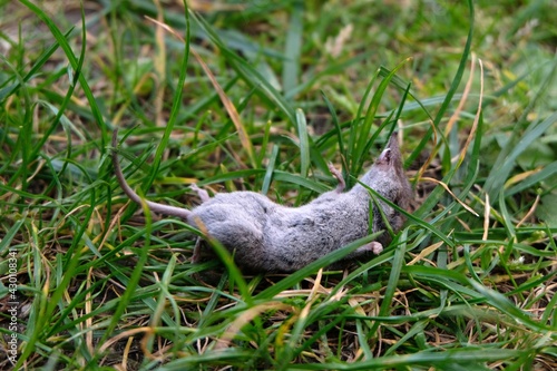 Musaraigne morte dans l'herbe en gros plan