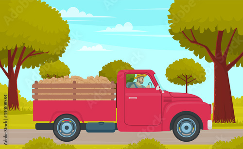 Man driving lorry with potato harvest on rural field road against green trees. Red car with vegetables on hind carriage rides from farm to town. Summer landscape with armer transports autumn harvest