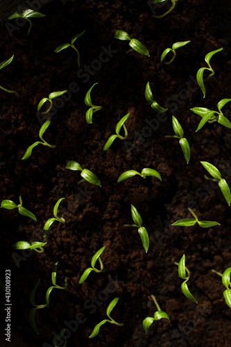 green sprouts of pepper in the vicinity on a mini garden bed