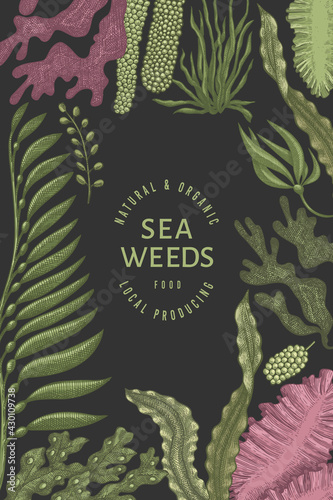 Seaweed design template. Hand drawn vector seaweeds illustration. Engraved style sea food banner. Retro sea plants background