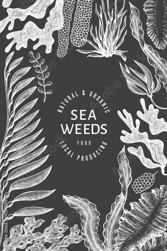 Seaweed design template. Hand drawn vector seaweeds illustration on chalk board. Engraved style sea food banner. Vintage sea plants background