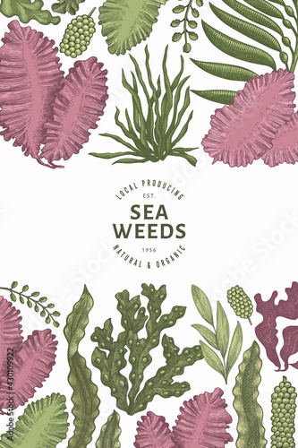 Seaweed design template. Hand drawn vector seaweeds illustration. Engraved style sea food banner. Retro sea plants background