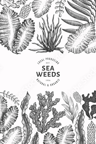 Seaweed design template. Hand drawn vector seaweeds illustration. Engraved style sea food banner. Retro sea plants background