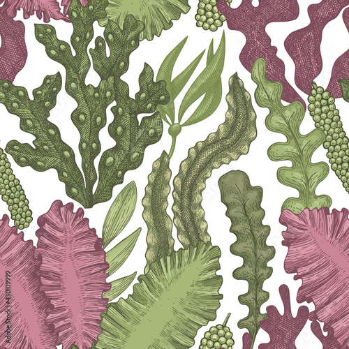 Seaweed seamless pattern. Hand drawn vector seaweeds color illustration. Engraved style sea food banner. Retro sea plants background