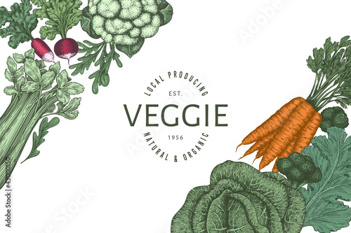 Hand drawn vintage color vegetables design. Organic fresh food vector banner template. Retro vegetable background. Traditional botanical illustrations.