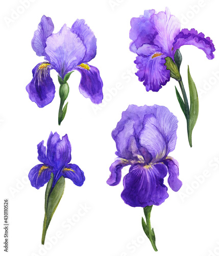 Watercolor purple irises. Watercolor flowers on a white background. Watercolor irises sketch. Beautiful nature. Bouquet of irises. Watercolor illustration with flowers. Flowers for creating postcards
