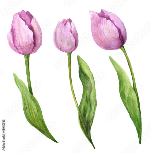 Watercolor pink tulips. Beautiful  flowers on a white background. Watercolor tulips sketch. Watercolor nature. Bouquet of tulips. Watercolor illustration with flowers. Flowers for creating postcards #430110563